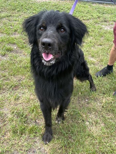 adoptable Dog in Naples, FL named JACKSON