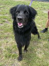 adoptable Dog in Naples, FL named JACKSON