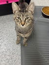 adoptable Cat in Naples, FL named MARGARITA