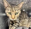adoptable Cat in Naples, FL named DOLLY