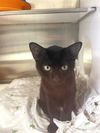 adoptable Cat in Naples, FL named MILES