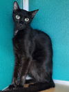 adoptable Cat in Naples, FL named GABBY