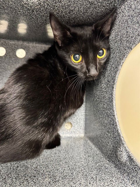 adoptable Cat in Naples, FL named A297684