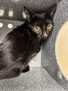 adoptable Cat in Naples, FL named A297684