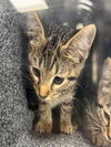 adoptable Cat in Naples, FL named A297686