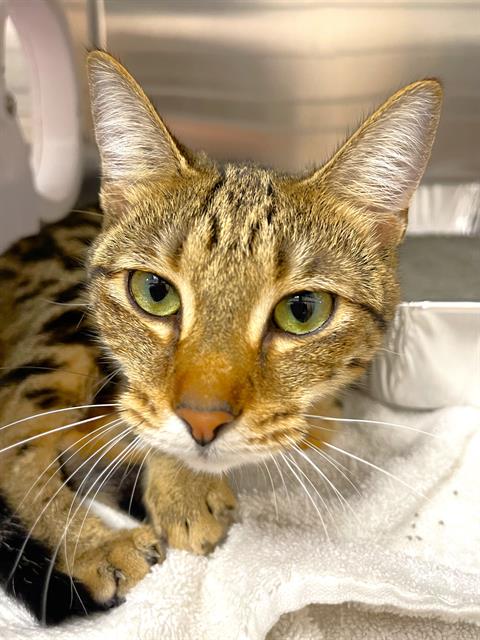 adoptable Cat in Naples, FL named IVY