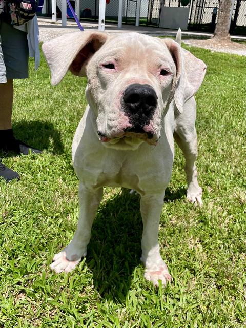 adoptable Dog in Naples, FL named BIG BEN