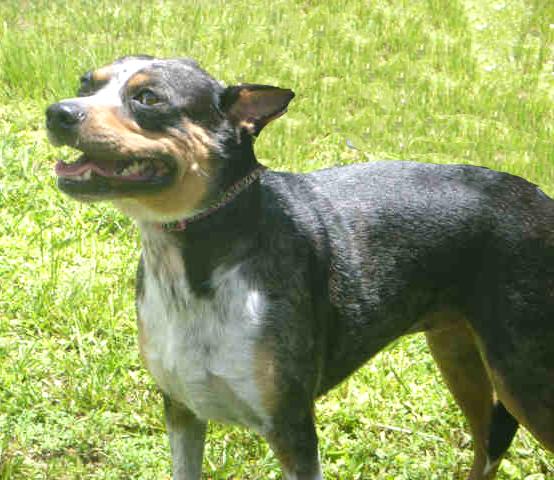 adoptable Dog in Naples, FL named LILO
