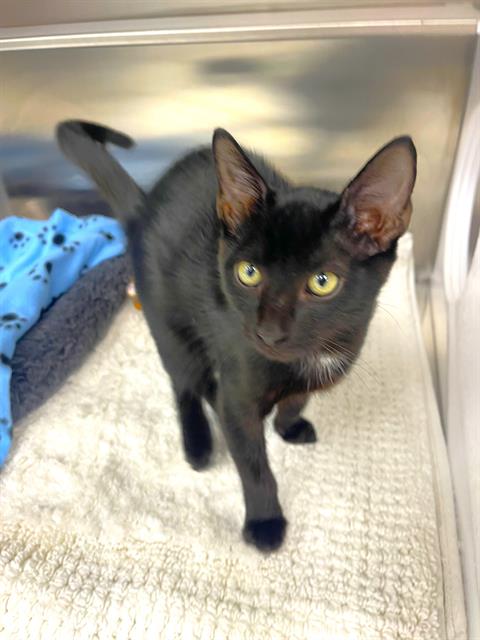 adoptable Cat in Naples, FL named COLBY