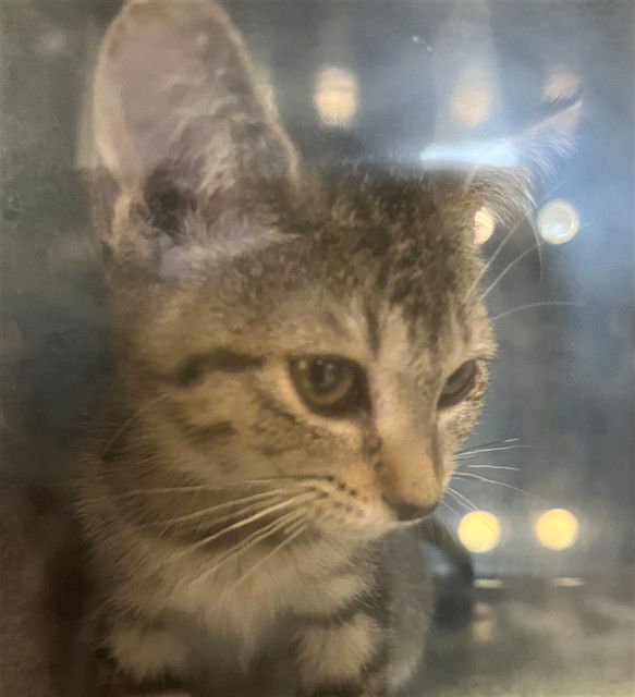 adoptable Cat in Naples, FL named OLIVIA