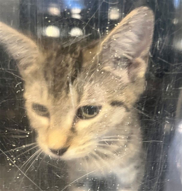adoptable Cat in Naples, FL named LUNA