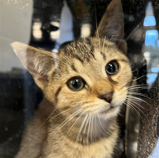 adoptable Cat in Naples, FL named MILO