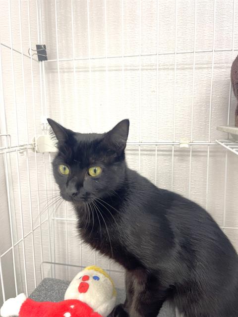 adoptable Cat in Naples, FL named LEIA