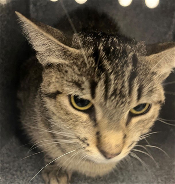 adoptable Cat in Naples, FL named ELLIE