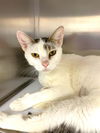 adoptable Cat in Naples, FL named KAREN