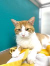 adoptable Cat in Naples, FL named JINSHI