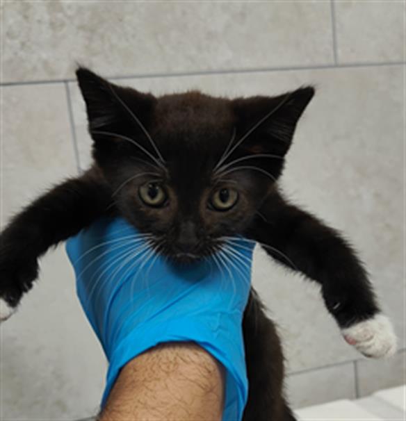 adoptable Cat in Naples, FL named MIRANDA