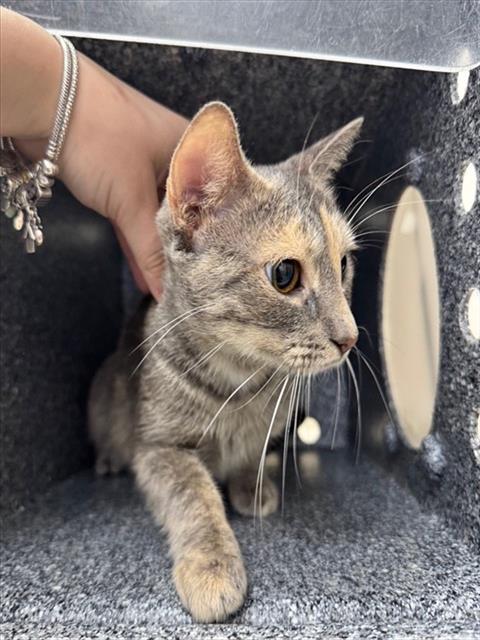 adoptable Cat in Naples, FL named COCOA