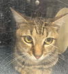 adoptable Cat in Naples, FL named MOCHA
