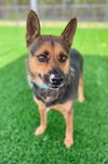 adoptable Dog in Naples, FL named BROWNIE