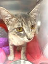 adoptable Cat in Naples, FL named TRINITY