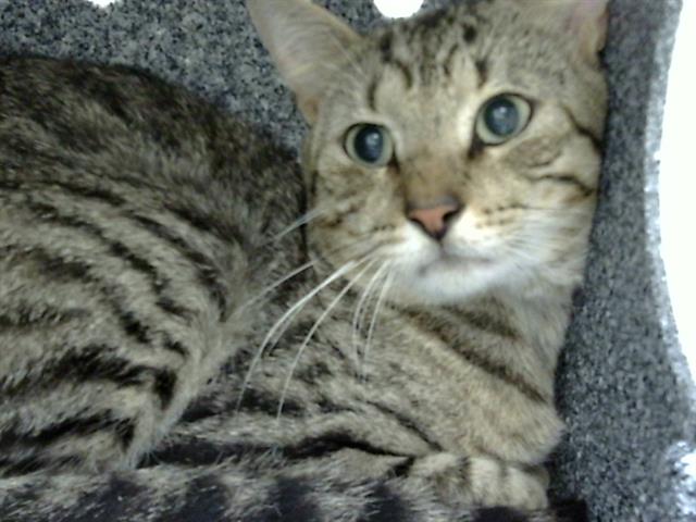 adoptable Cat in Naples, FL named GUNNER