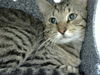 adoptable Cat in  named GUNNER