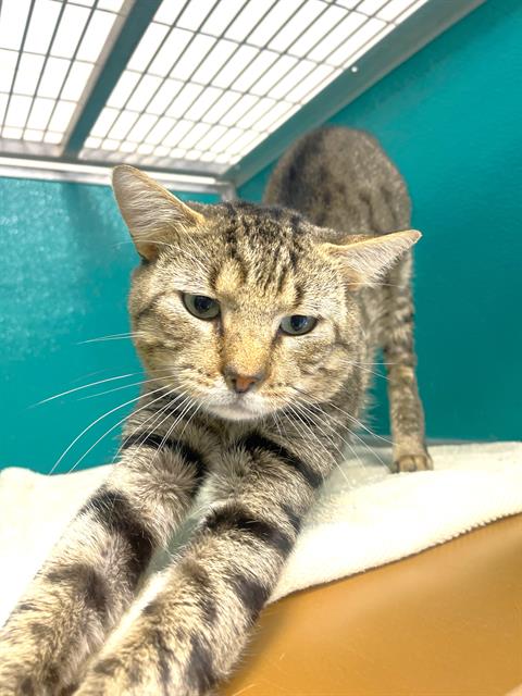 adoptable Cat in Naples, FL named GUNNER