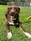adoptable Dog in  named PIXIE