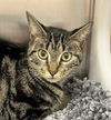 adoptable Cat in Naples, FL named JOSEPHINE
