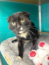 adoptable Cat in Naples, FL named TOMAS