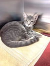 adoptable Cat in Naples, FL named MISTY