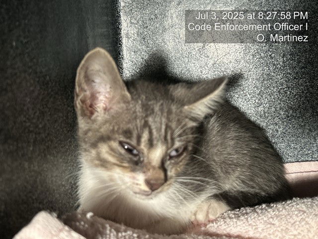 adoptable Cat in Naples, FL named GREYSON