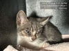 adoptable Cat in , FL named GREYSON