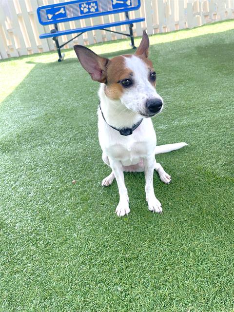 adoptable Dog in Naples, FL named ROSIE