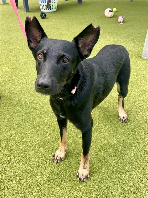 adoptable Dog in Naples, FL named RADAR