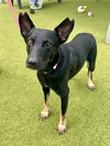 adoptable Dog in  named RADAR