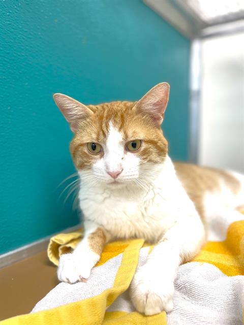 adoptable Cat in Naples, FL named JINSHI