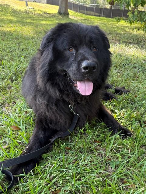 OSO - Chow Chow available for adoption