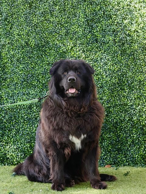 OSO, an adoptable Chow Chow in Naples, FL