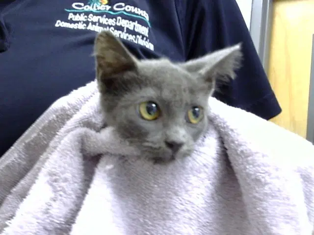 Skylar - Domestic Short Hair