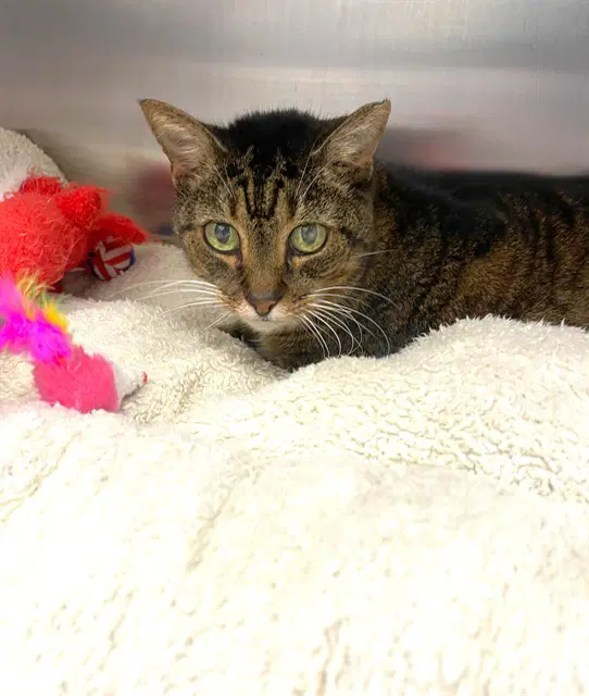 Cupcake - Domestic Short Hair