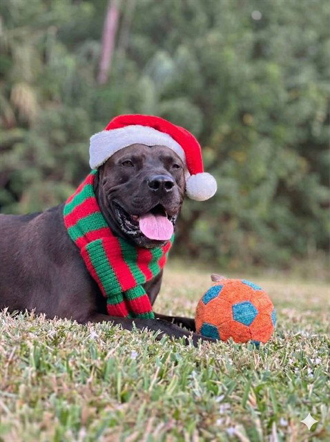 ROLO