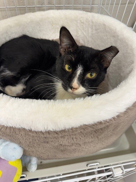 SCRAPPY - Domestic Short Hair available for adoption