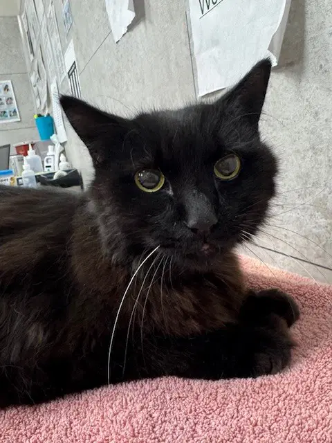 Meaw Meaw - Domestic Long Hair