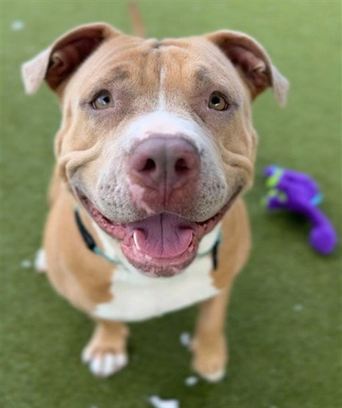 Pit Bull
