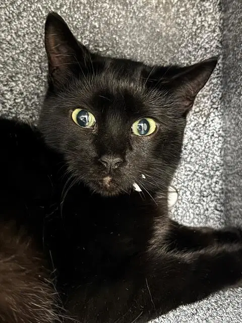 Pippa - Domestic Short Hair
