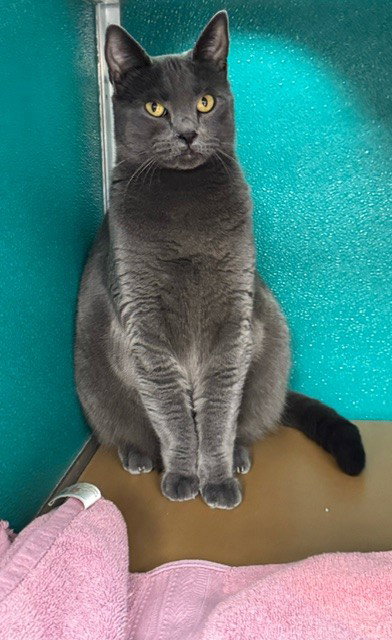 GRACIE