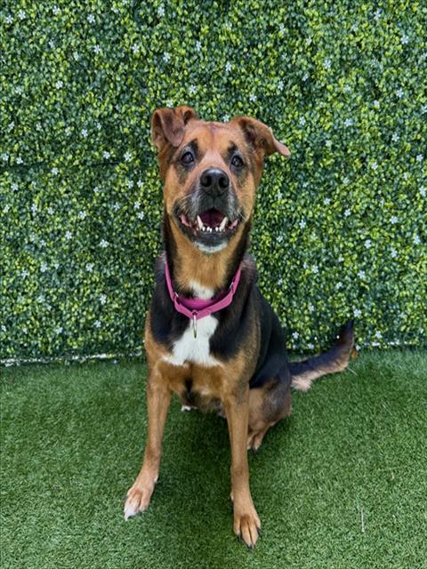 picture of the dog needing adoption