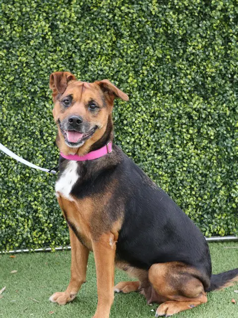 Maya - German Shepherd Dog